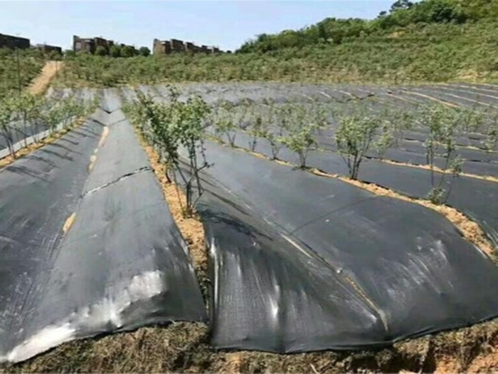 pp材質(zhì)和pe材質(zhì)防草布哪個(gè)好